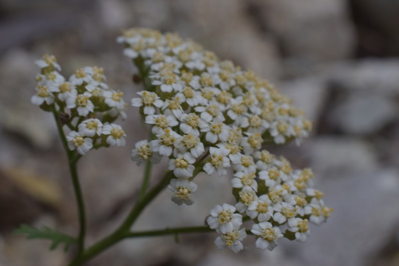 Ligurian Yarrow photo 3