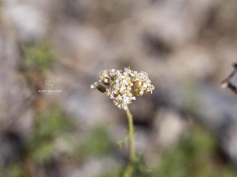 Ligurian Yarrow photo 4