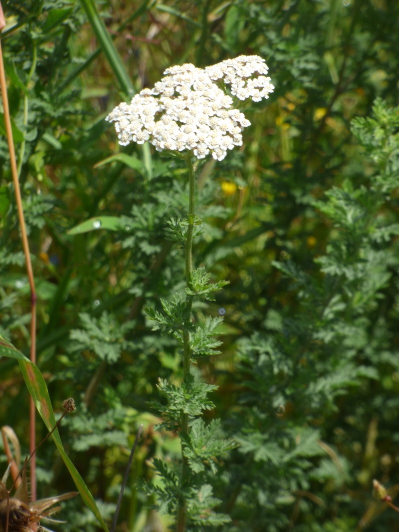 Ligurian Yarrow photo 5