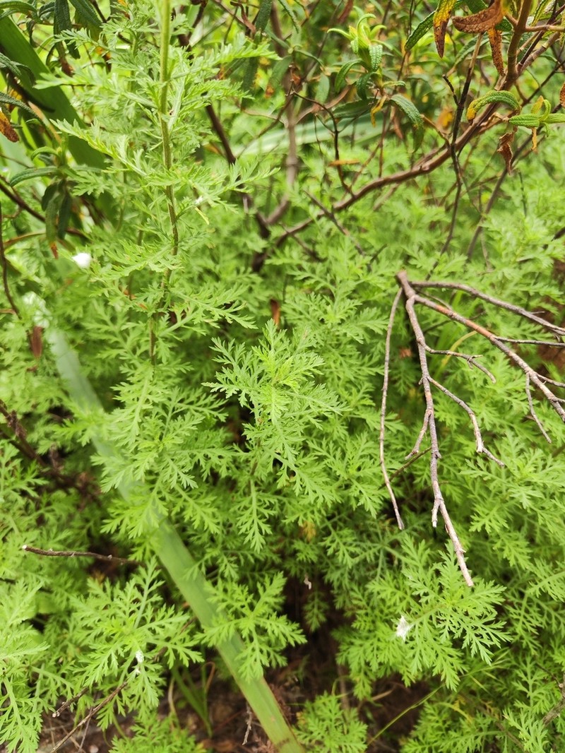 Ligurian Yarrow photo 6