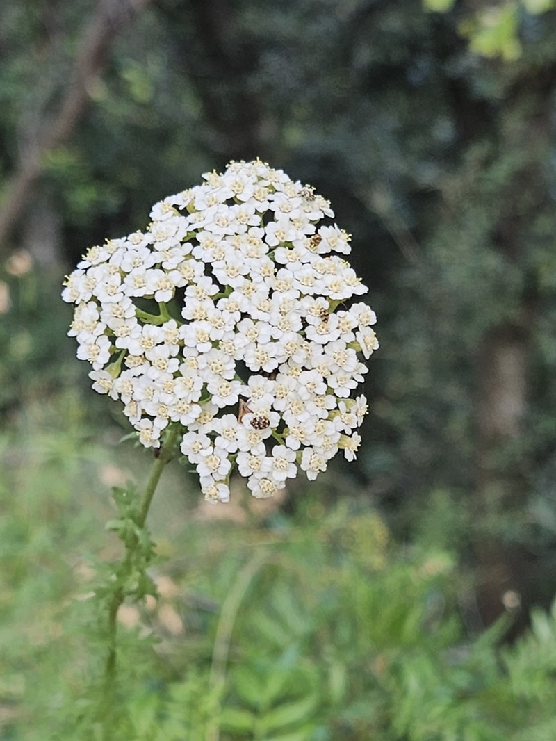 Ligurian Yarrow photo 7