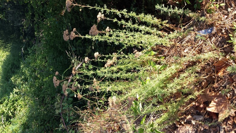 Ligurian Yarrow