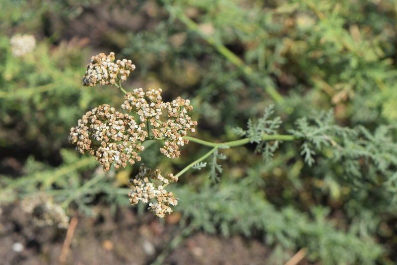 Ligurian Yarrow photo 2