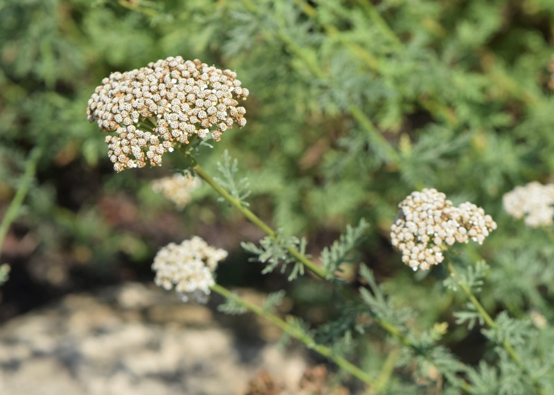 Ligurian Yarrow photo 3