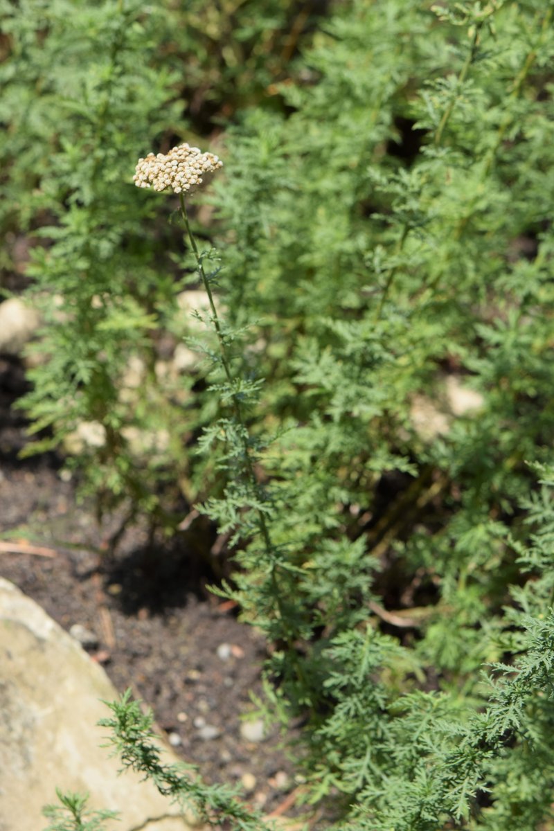 Ligurian Yarrow photo 6