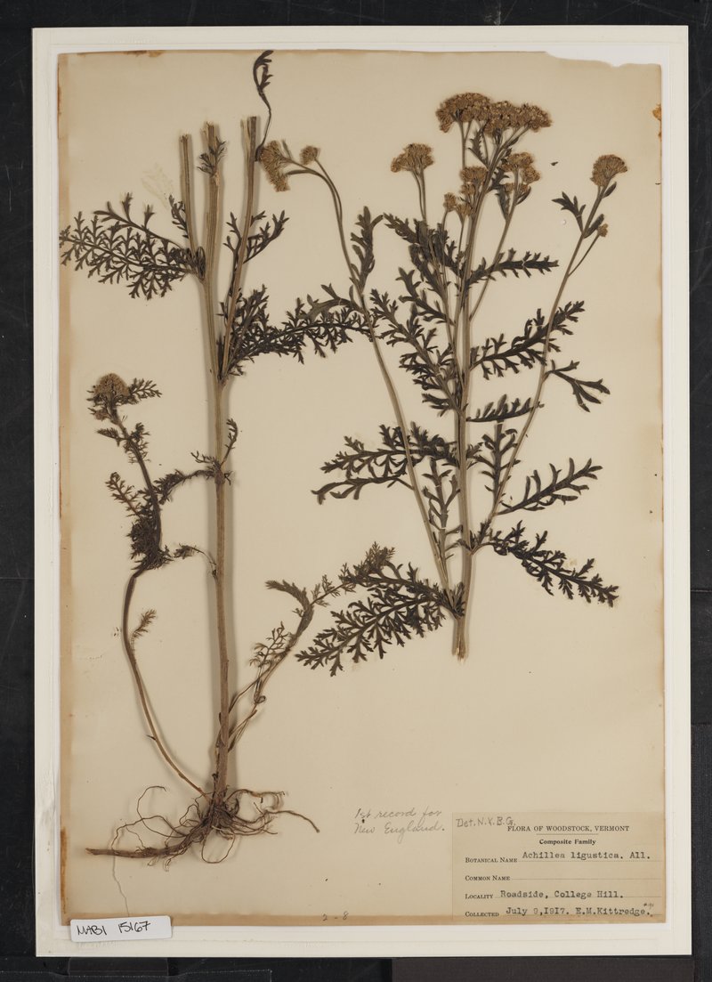Ligurian Yarrow photo 7