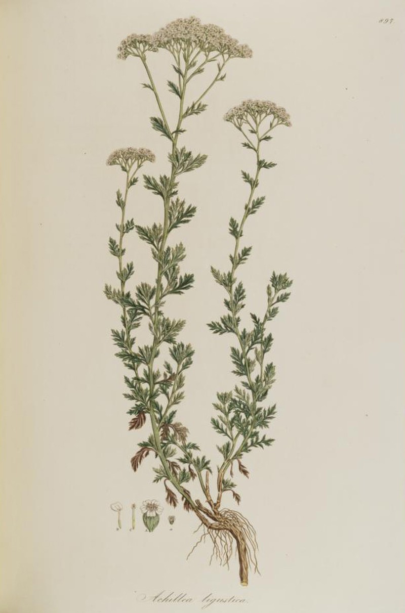 Ligurian Yarrow photo 4