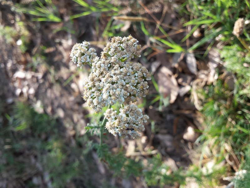 Ligurian Yarrow photo 5