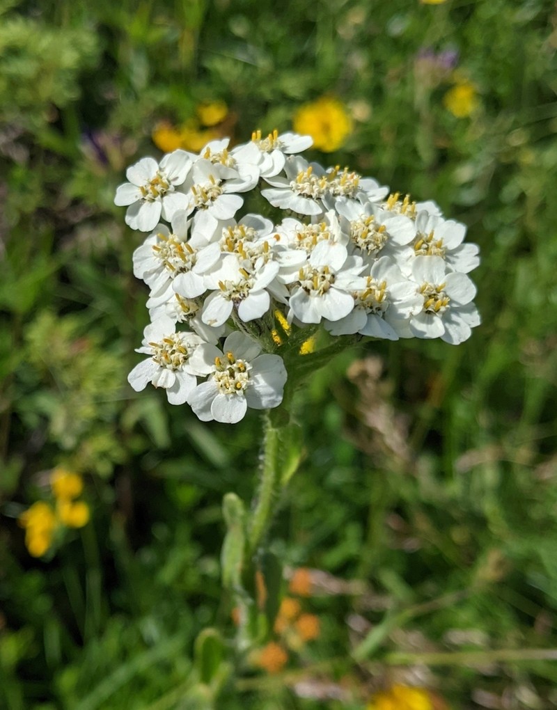 Achillea lingulata photo 2