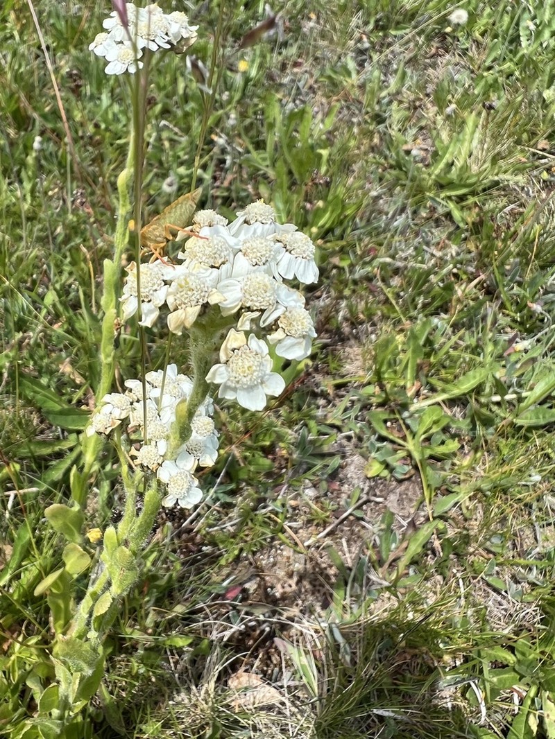 Achillea lingulata photo 3