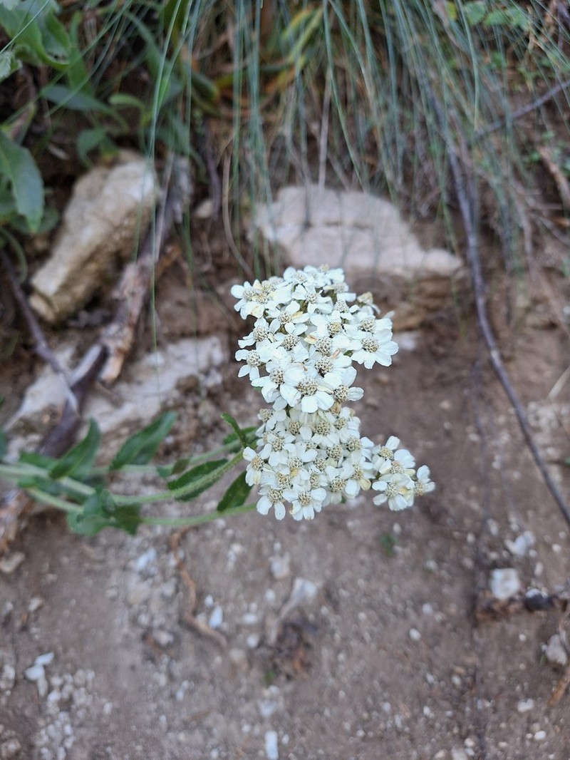 Achillea lingulata photo 4