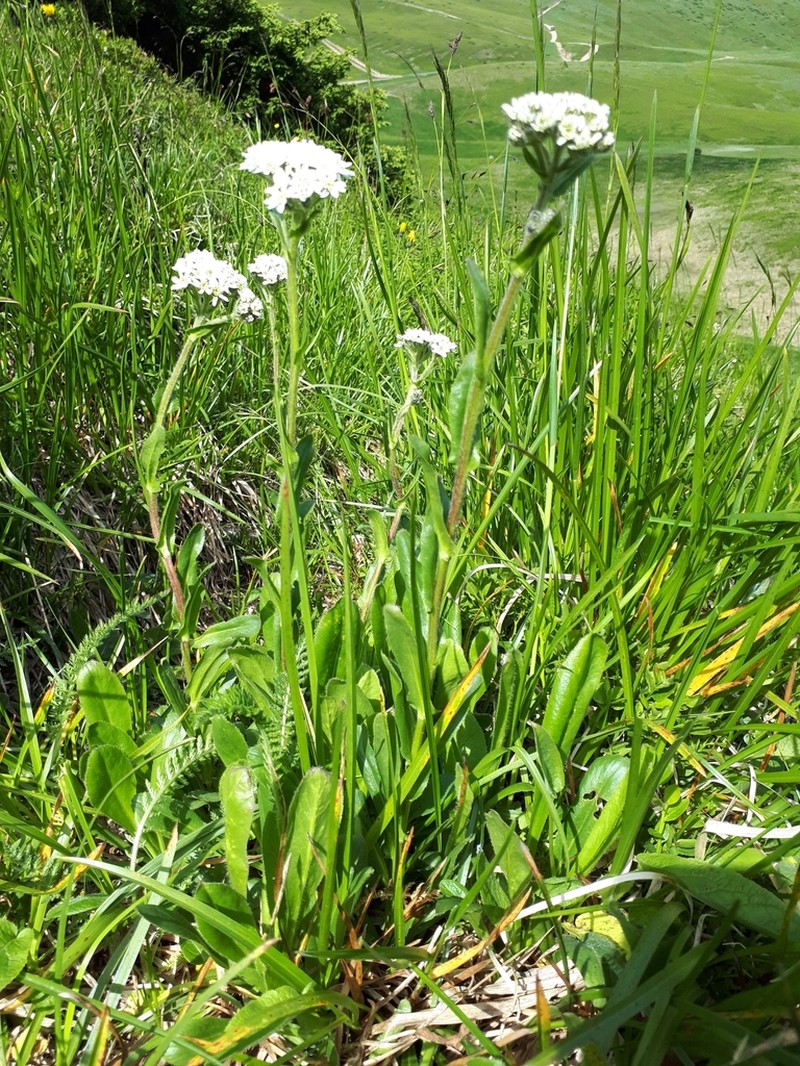 Achillea lingulata photo 6