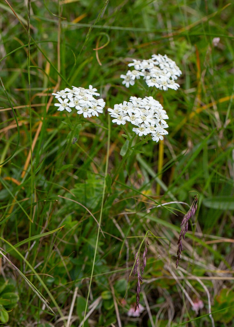 Achillea lingulata photo 7