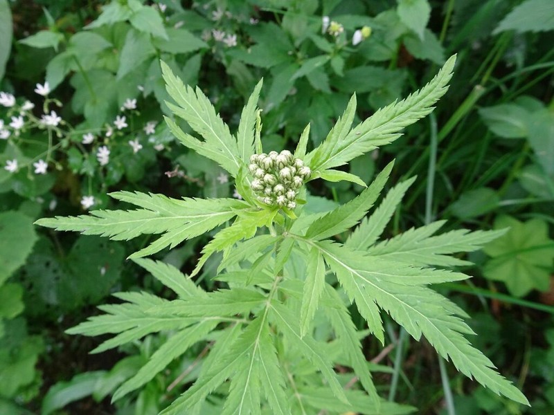 Achillea macrophylla