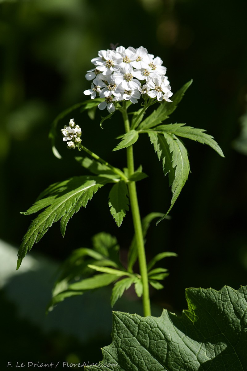 Achillea macrophylla photo 2
