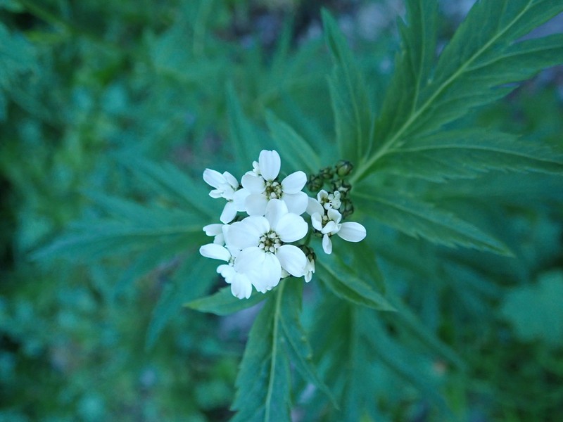 Achillea macrophylla photo 3