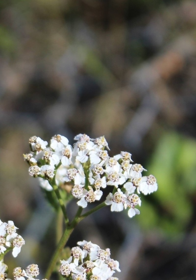 Achillea macrophylla photo 4