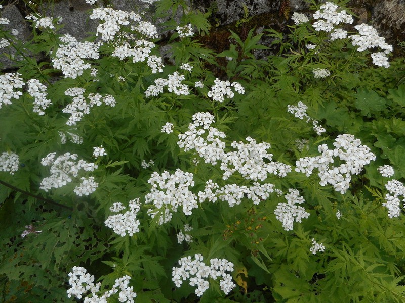 Achillea macrophylla photo 5