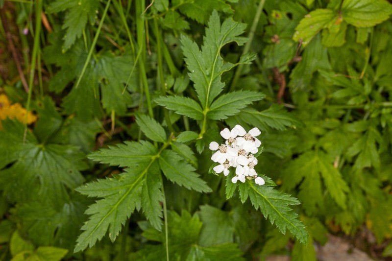 Achillea macrophylla photo 6