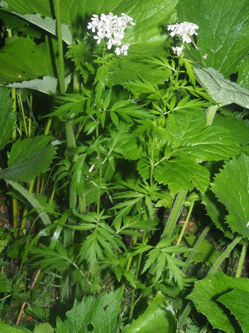Achillea macrophylla photo 7