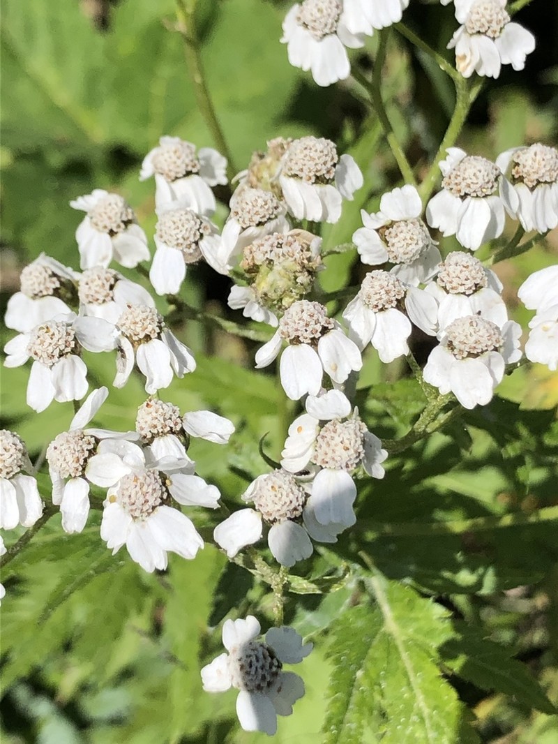 Achillea macrophylla photo 8