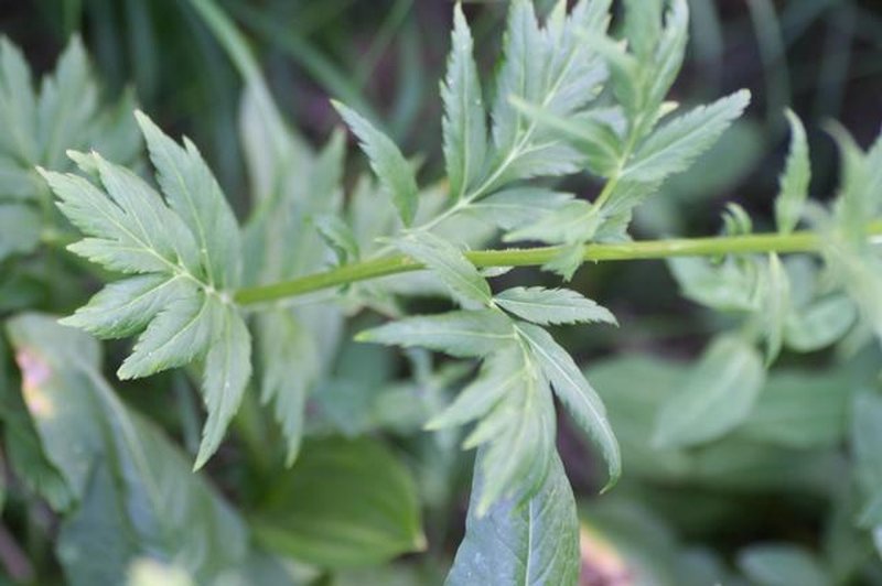 Achillea macrophylla