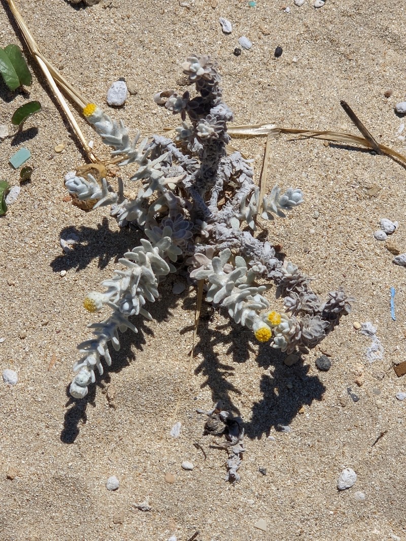 Achillea maritima photo 2