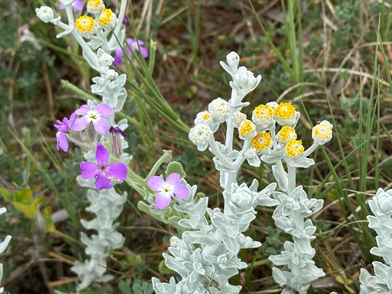 Achillea maritima photo 3