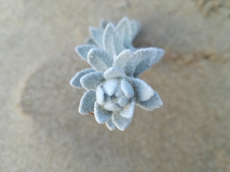 Achillea maritima photo 4