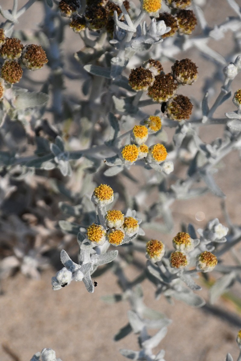 Achillea maritima photo 5