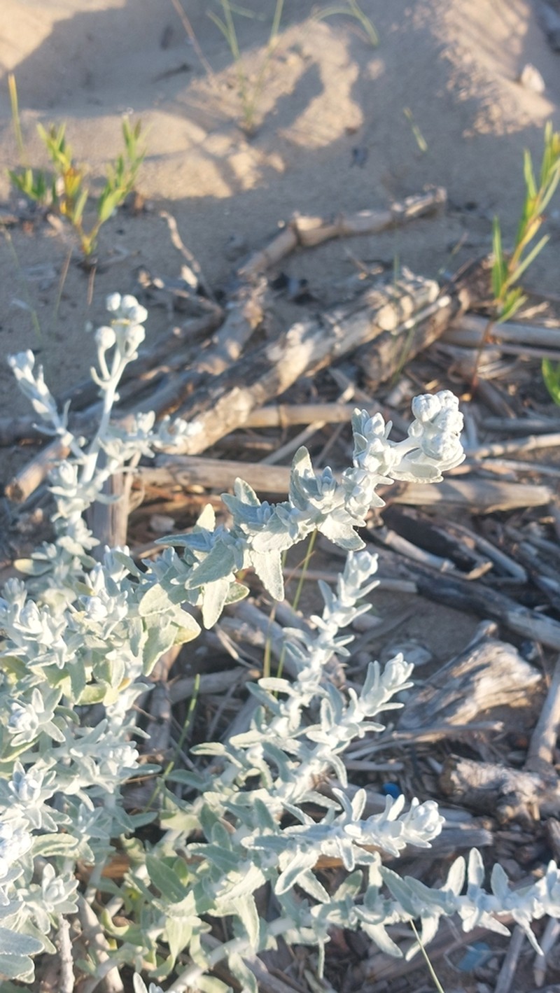 Achillea maritima photo 6