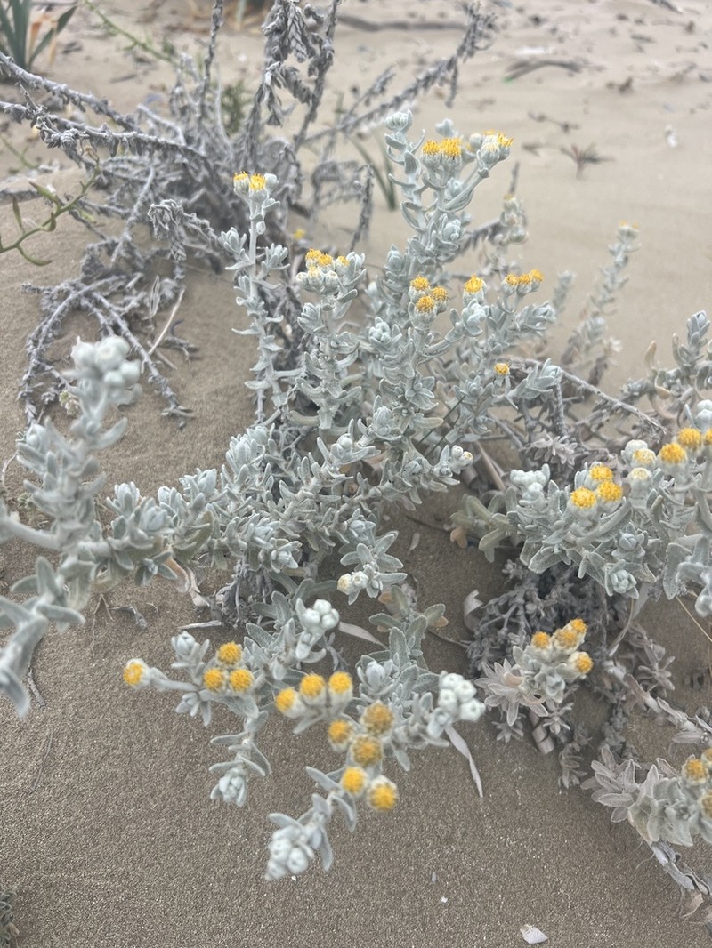 Achillea maritima photo 7