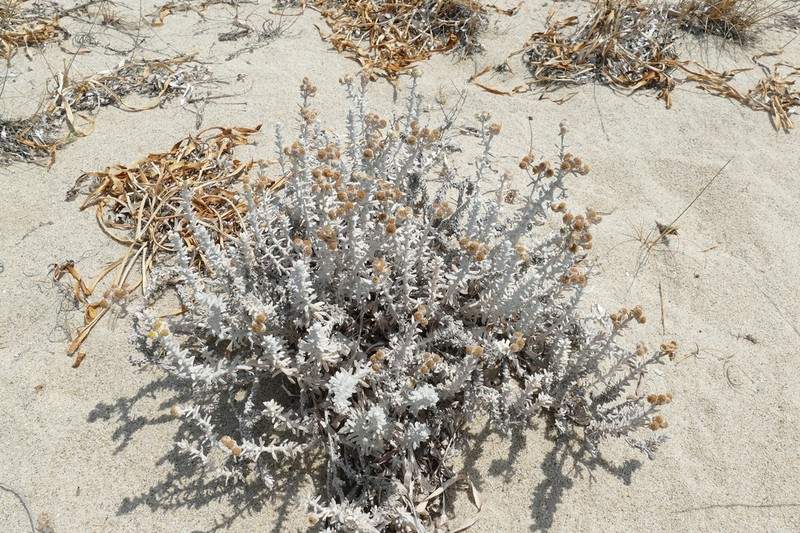 Achillea maritima photo 8