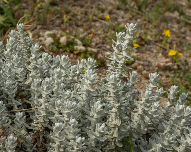 Achillea maritima subsp. maritima