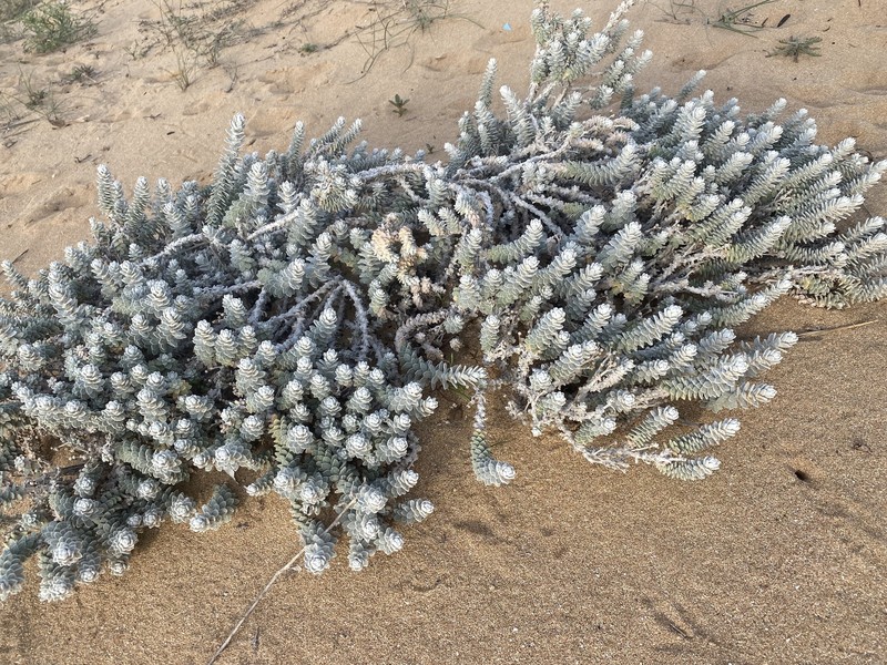 Achillea maritima subsp. maritima photo 2