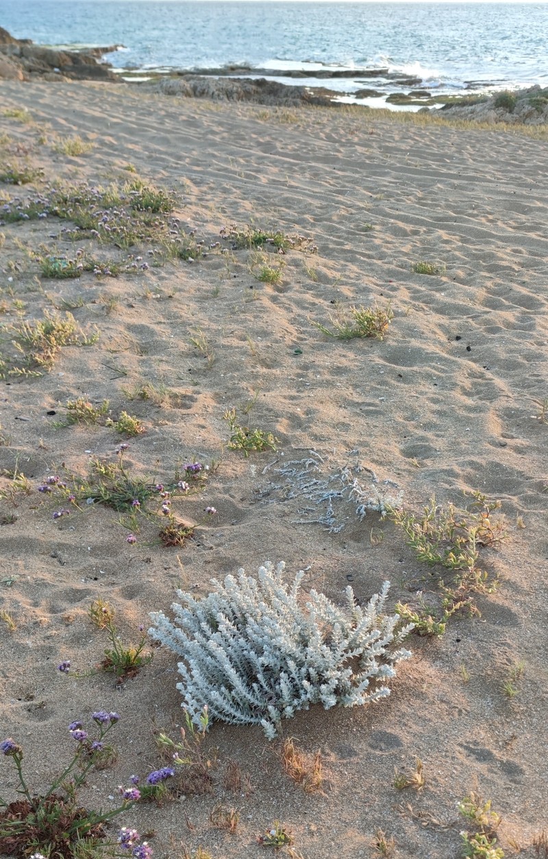 Achillea maritima subsp. maritima photo 3