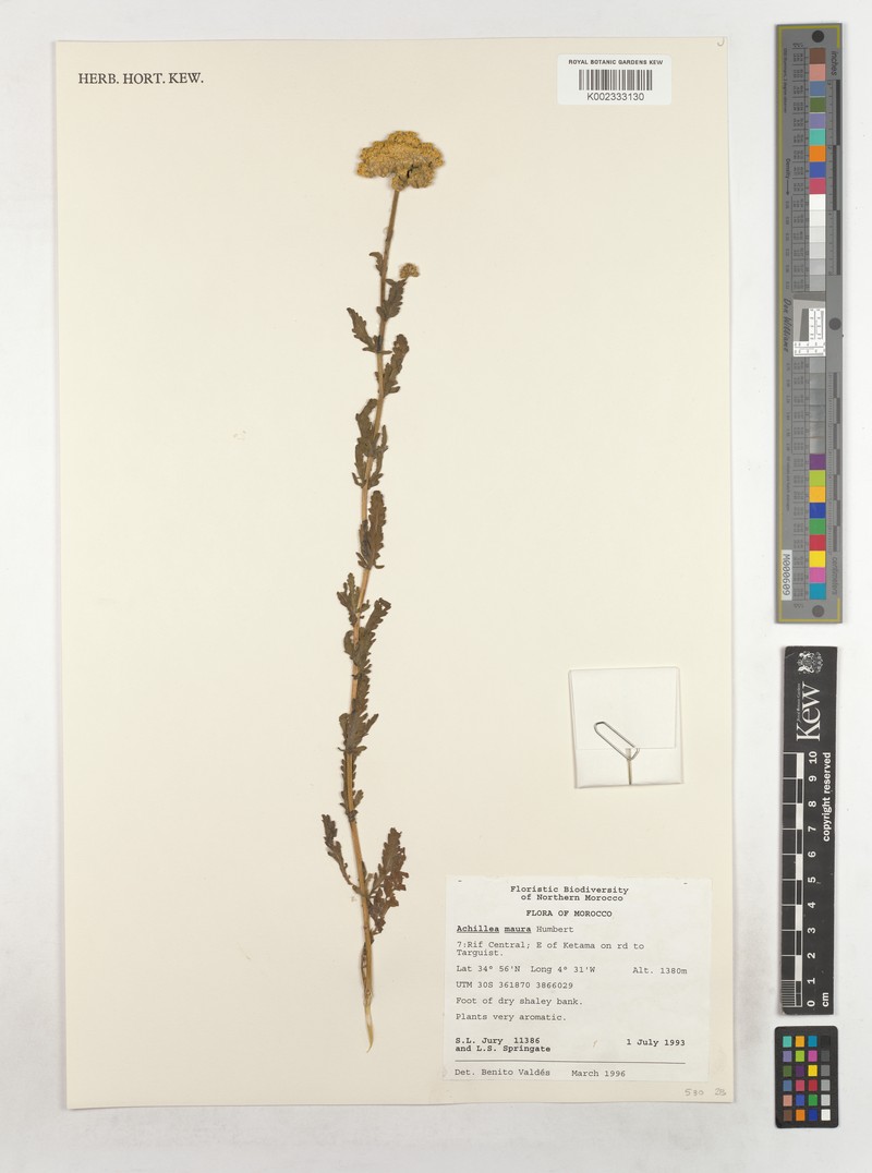 Achillea maura