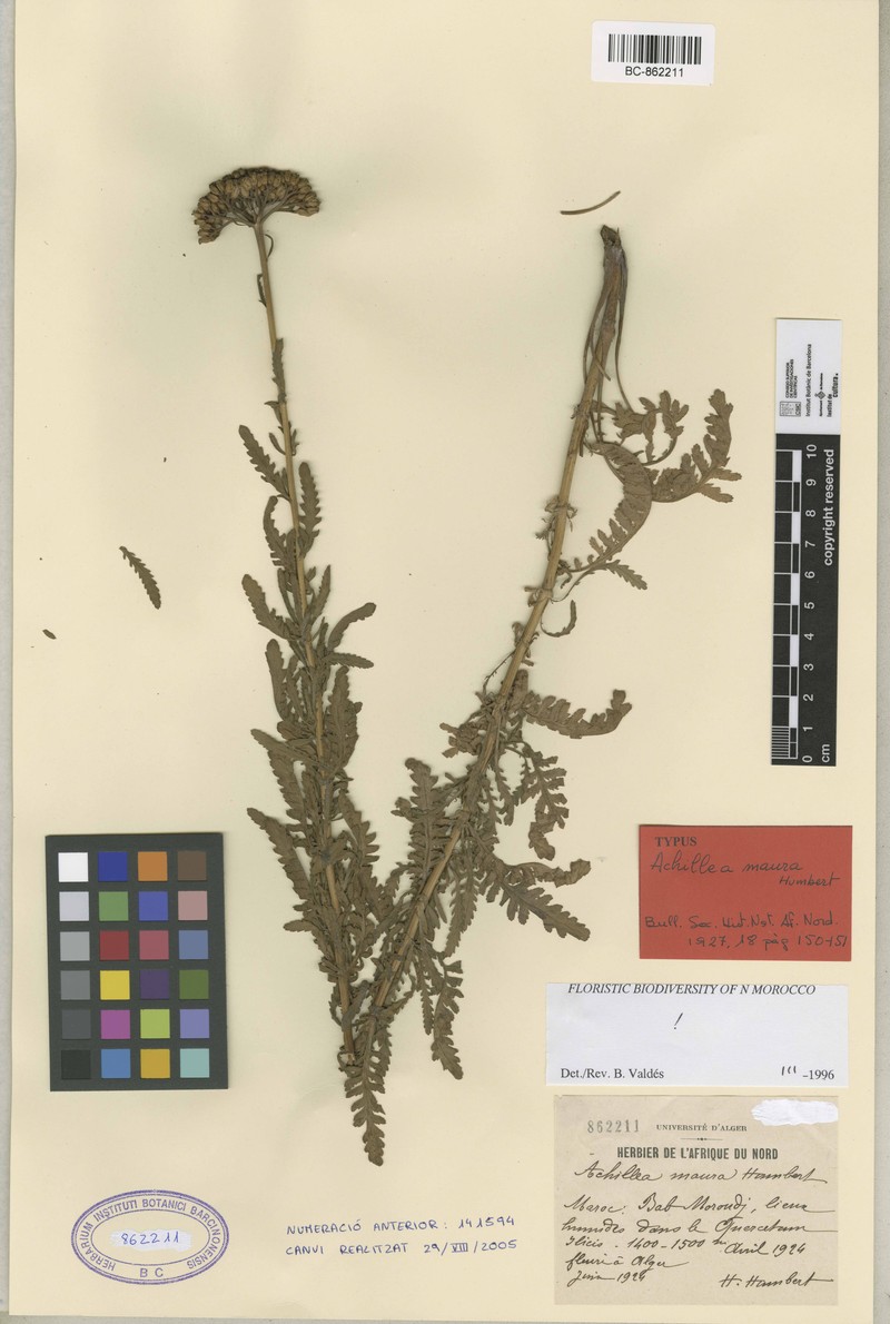 Achillea maura photo 2