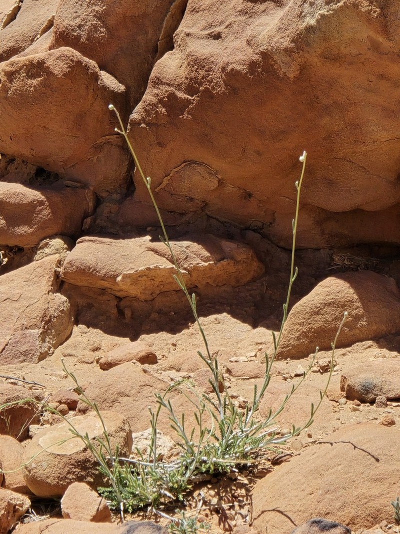 Achillea membranacea photo 2