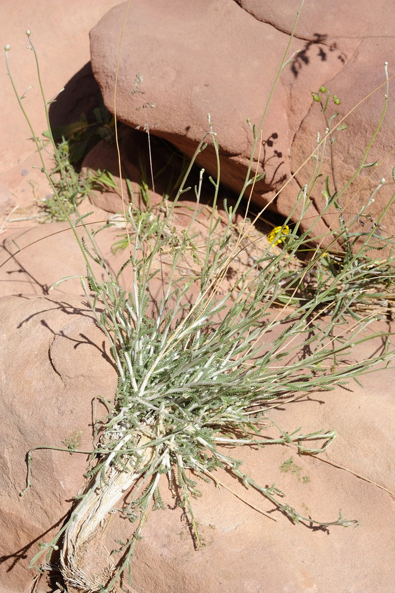 Achillea membranacea
