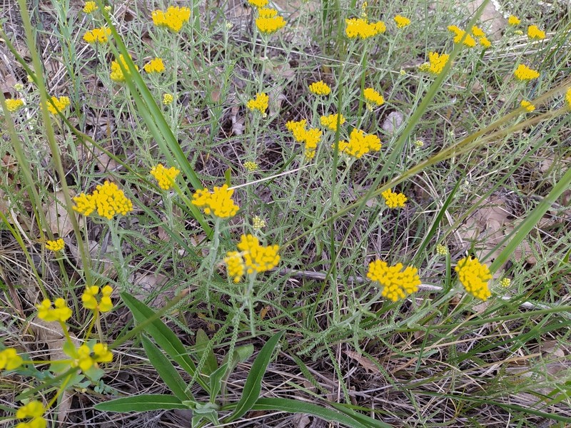 Achillea micrantha