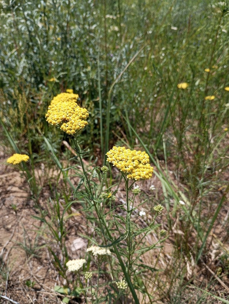 Achillea micrantha photo 2