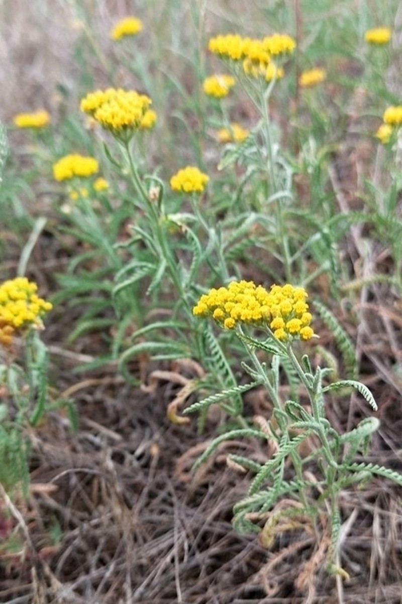 Achillea micrantha photo 3