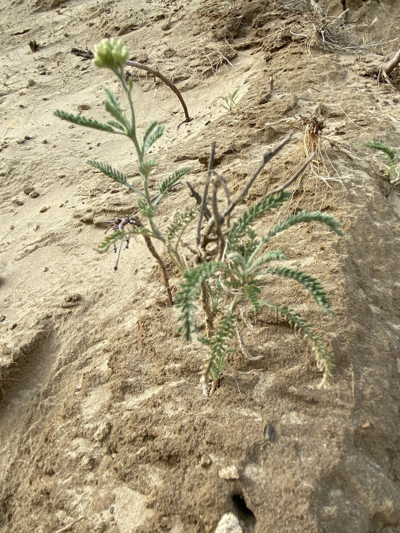 Achillea micrantha photo 4