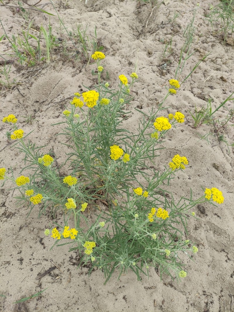 Achillea micrantha photo 5