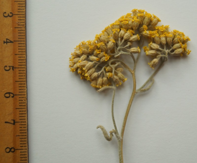 Achillea micrantha photo 6