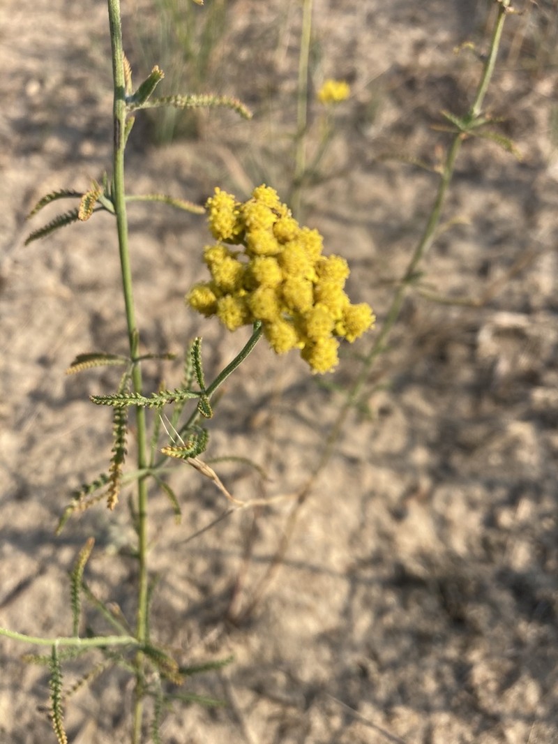 Achillea micrantha photo 7