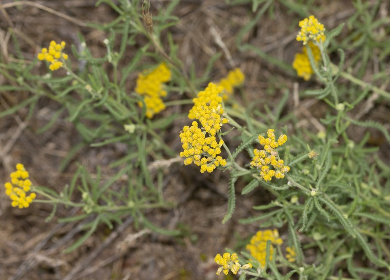 Achillea micrantha photo 8