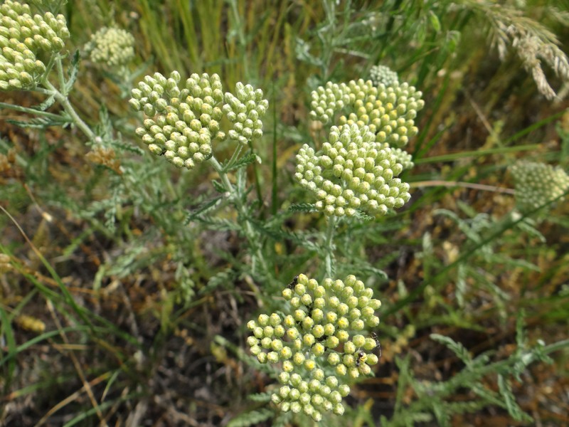 Achillea micranthoides photo 2