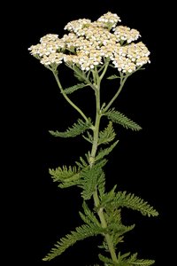 Common Yarrow